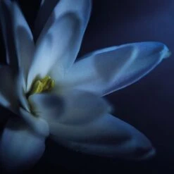 Bvlgari SplendidaTubereuse Mystique Eau De Parfum -Yves Saint Laurent || Guerlain || MEXX Verkoopwinkel 9xzMy7345519 3 global