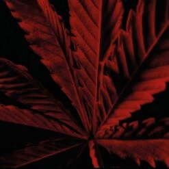 Guerlain Habit RougeL’Instinct -Yves Saint Laurent || Guerlain || MEXX Verkoopwinkel ldwTTE1016620 3 dgl NL